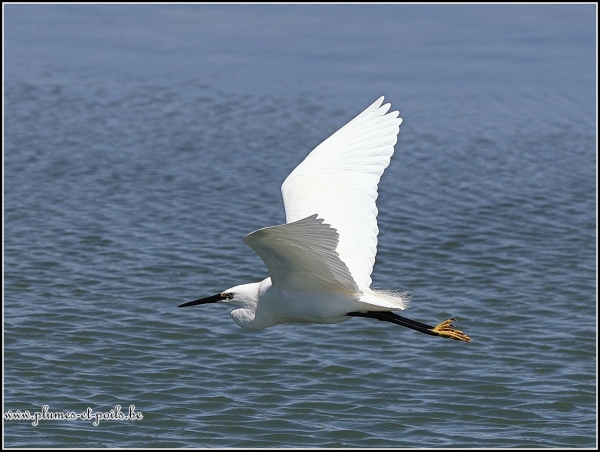 Aigrette garzette